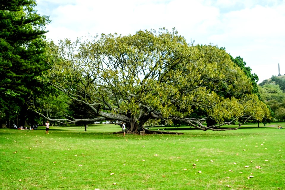 Wide Tree In Cornwall Park