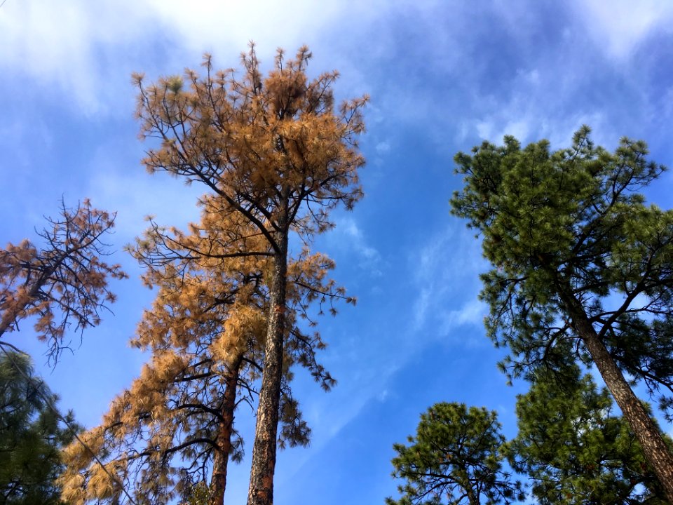 The Neighbors Have Three Bark Beetle Dead Pines