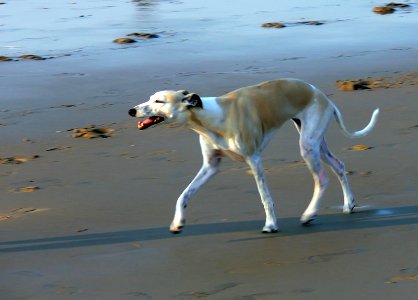 Dog - Northsee 2007