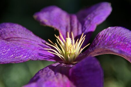 Purple yellow white