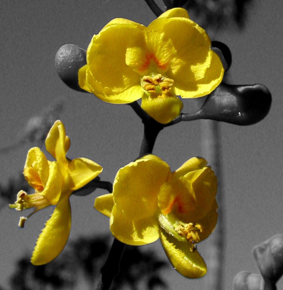 Yellow Flower Faces Cut Out