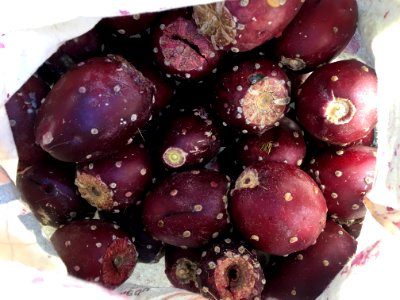 Bag Full of Cactus Fruit photo