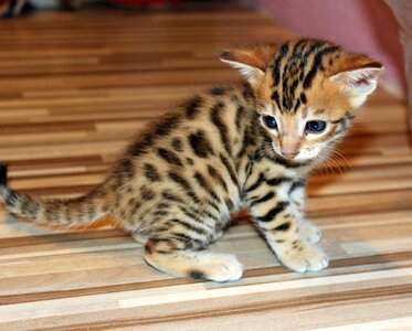 Kitten bengal kitten pet