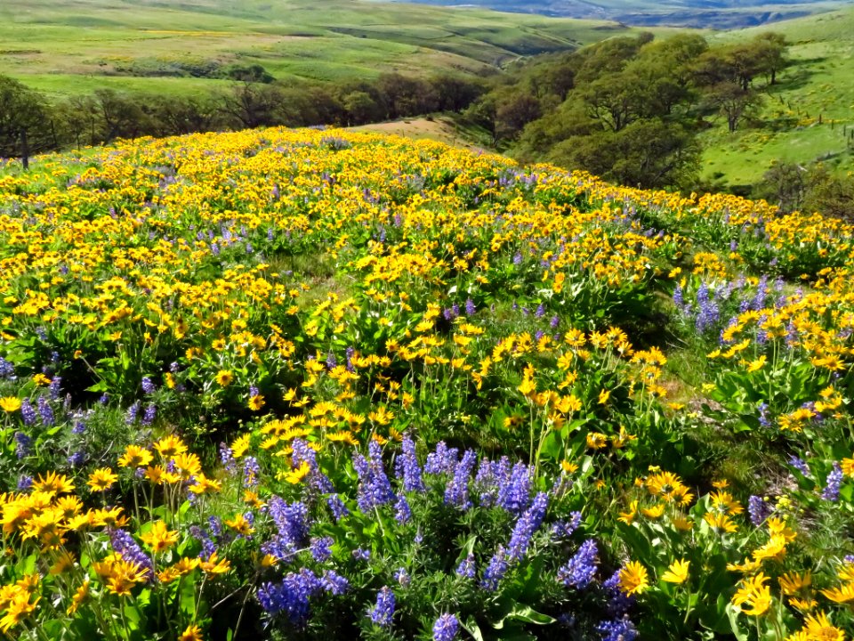 Dalles Mountain Ranch in WA