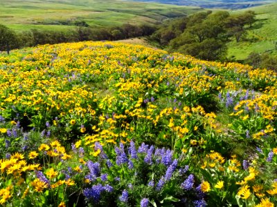 Dalles Mountain Ranch in WA photo