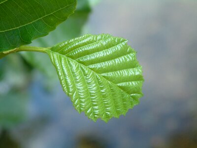 Beech leaf green photo