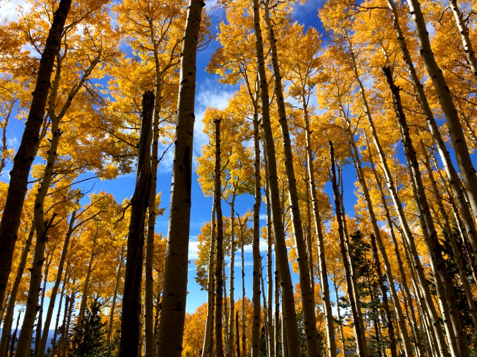Coconino National Forest - Kachina Trail