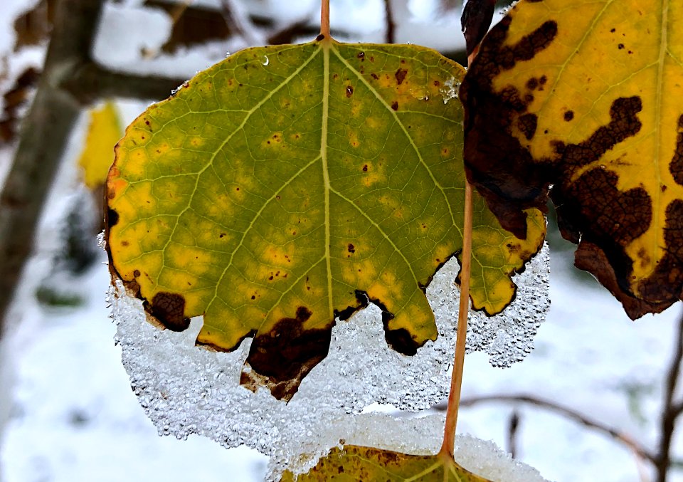 Ice Leafe