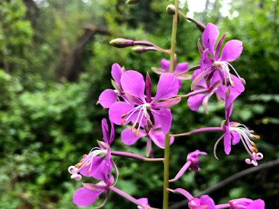 Purple Ones