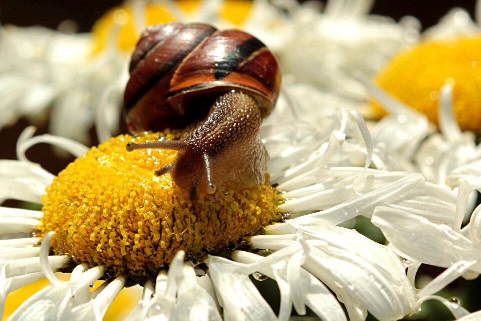 Land snail reptile flower