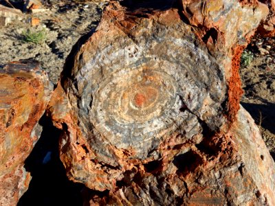 Petrified Forest NP in AZ