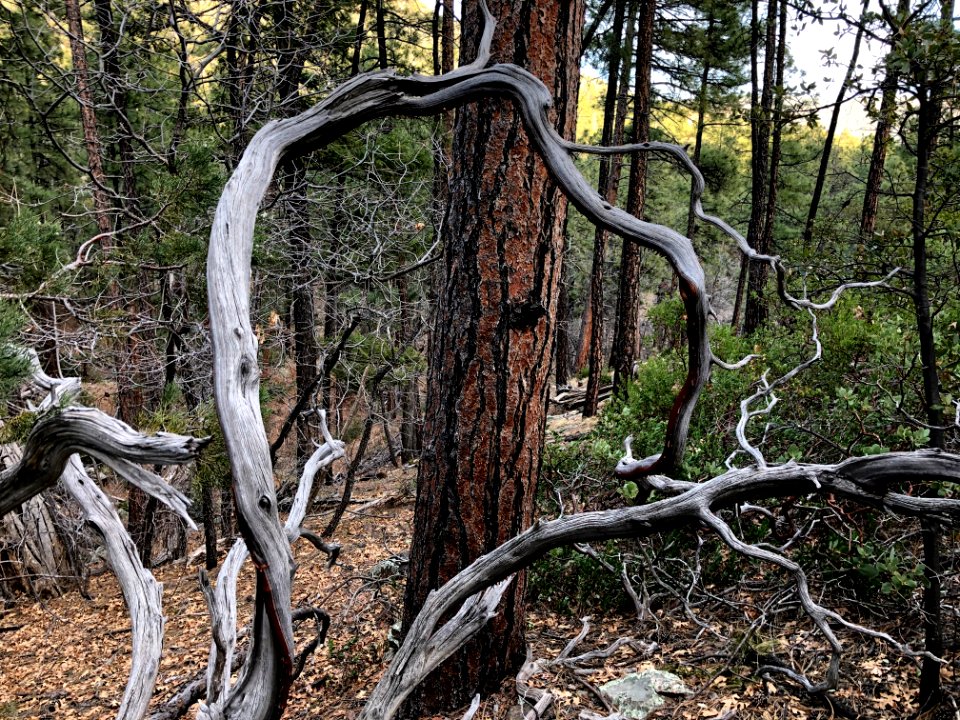 Manzanita Framed Pine