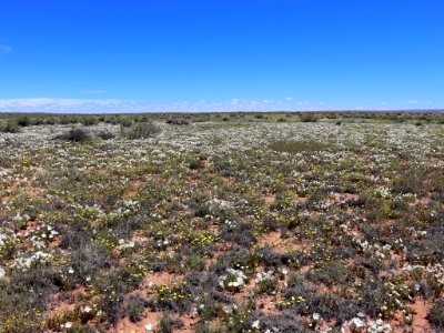 Landscape with Wildflowers in AZ