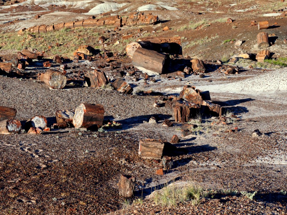 Petrified Forest NP in AZ