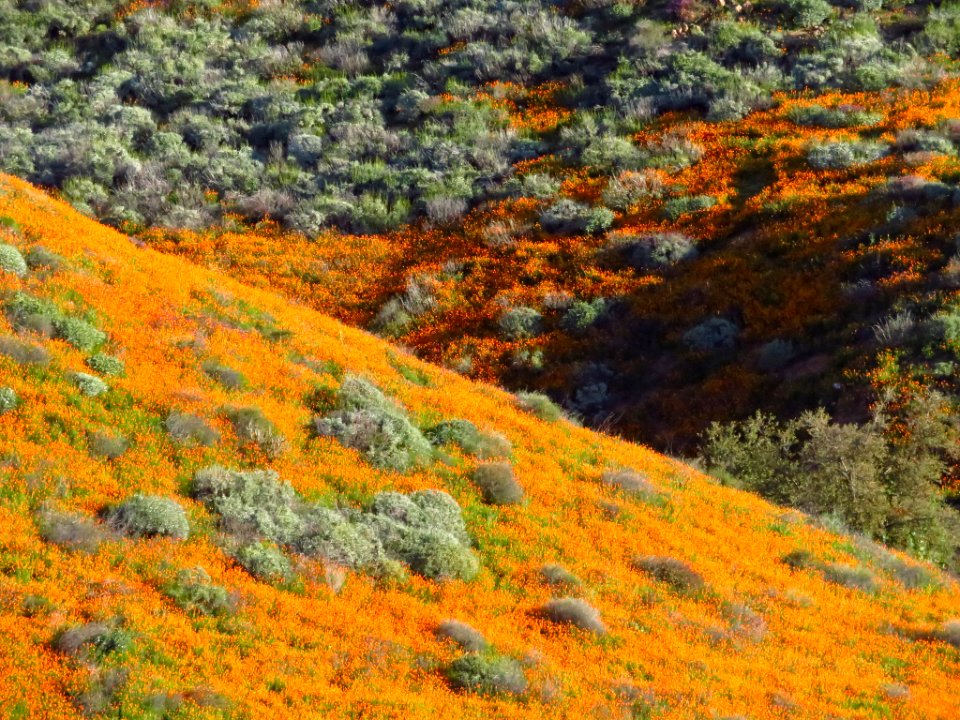 Wildflowers at Walker Canyon in CA