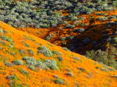 Wildflowers at Walker Canyon in CA photo