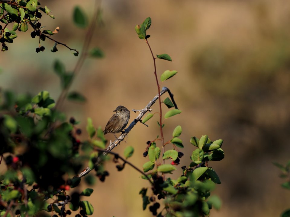 Wren 1