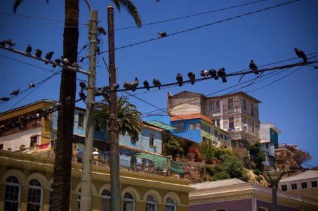 the birds on wires photo