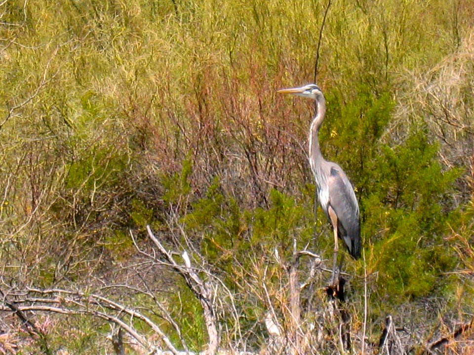 Bkue Heron