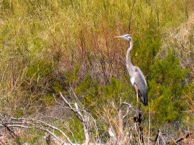 Bkue Heron