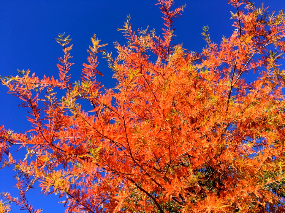 Color Explosion