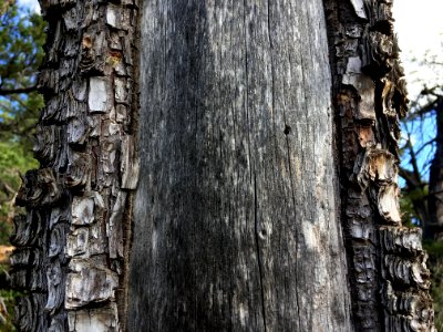The Juniper Version of Male Pattern Baldness