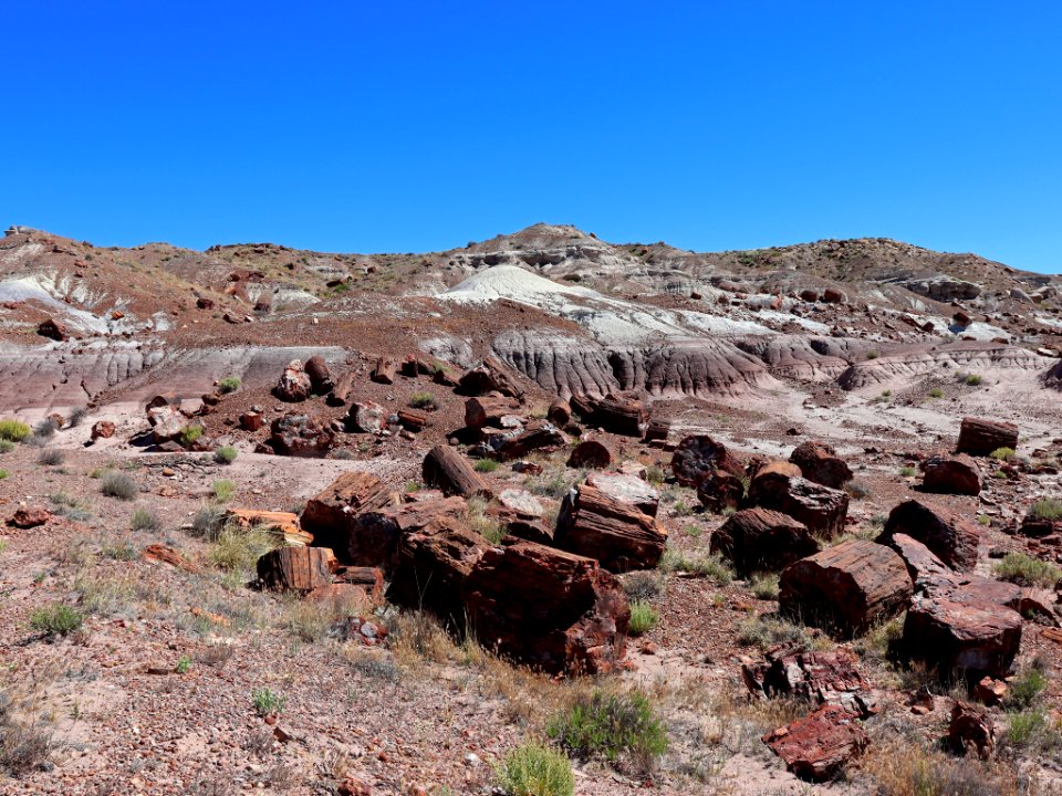 Petrified Forest NP in AZ