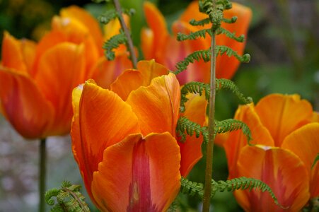 Plant flowers garden