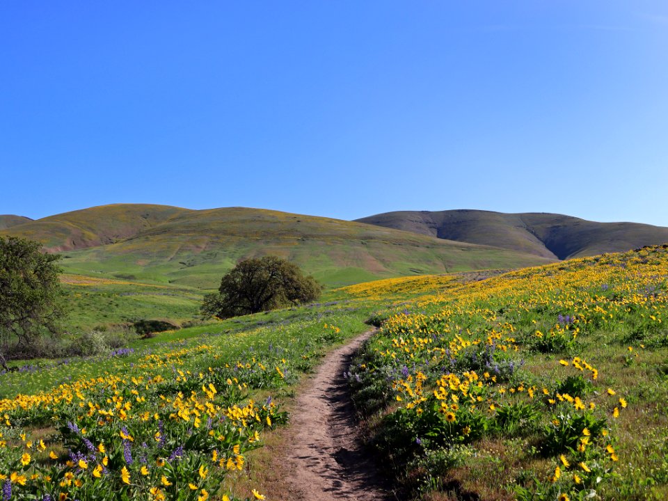 Dalles Mountain Ranch in WA