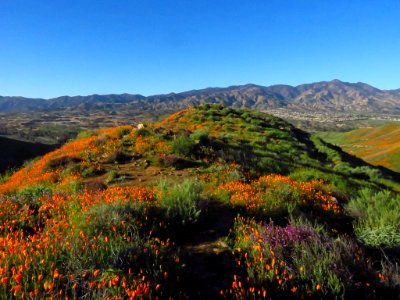 Wildflowers at Walker Canyon in CA photo