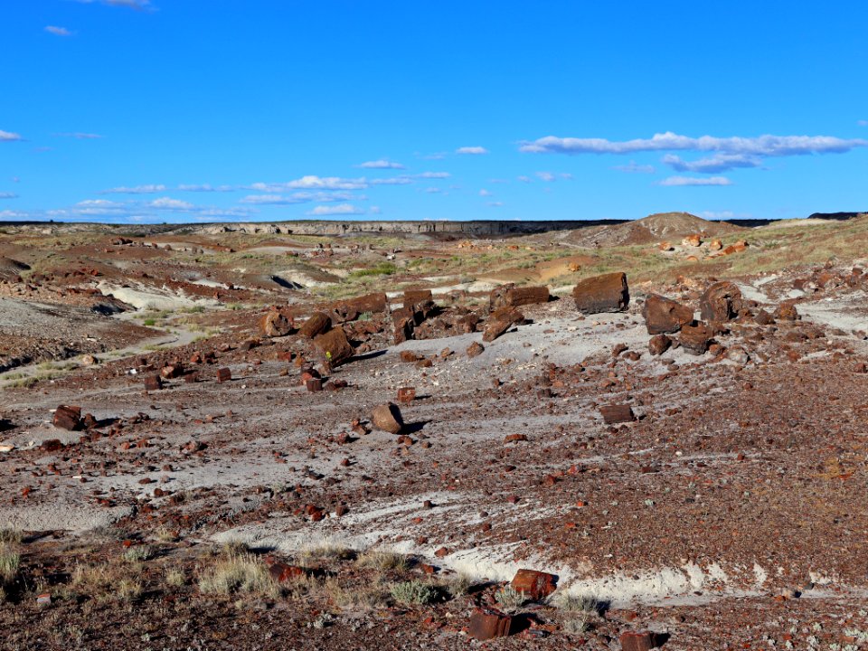 Petrified Forest NP in AZ