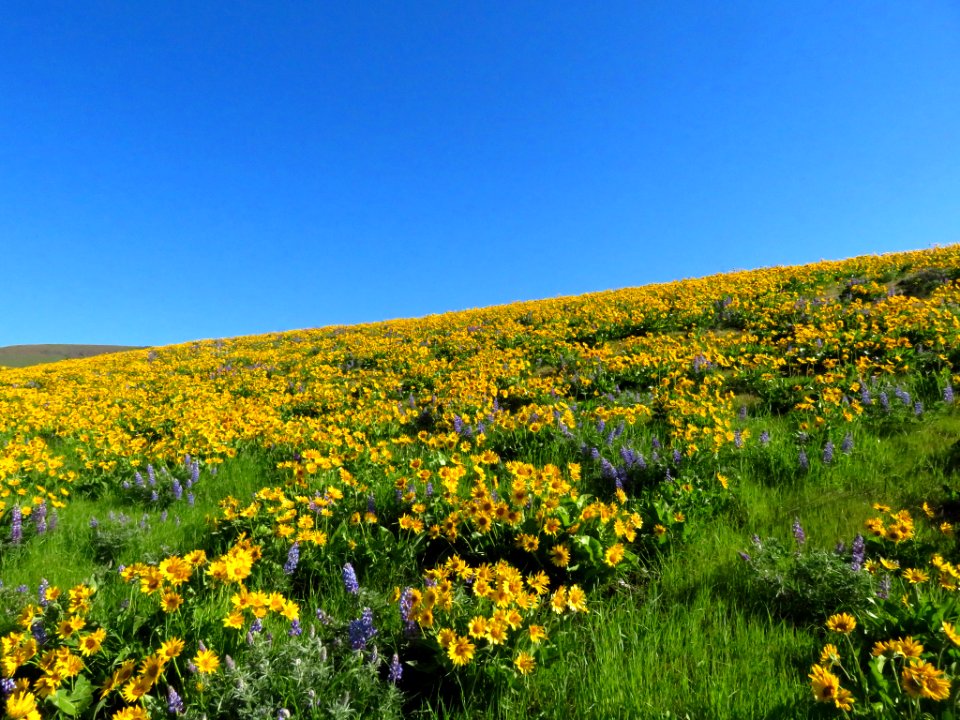 Dalles Mountain Ranch in WA