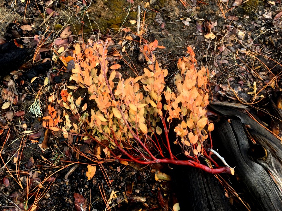 Manzanita Bouquet