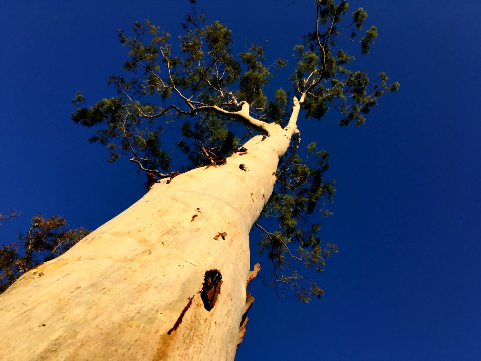 Up Your Eucalyptus California