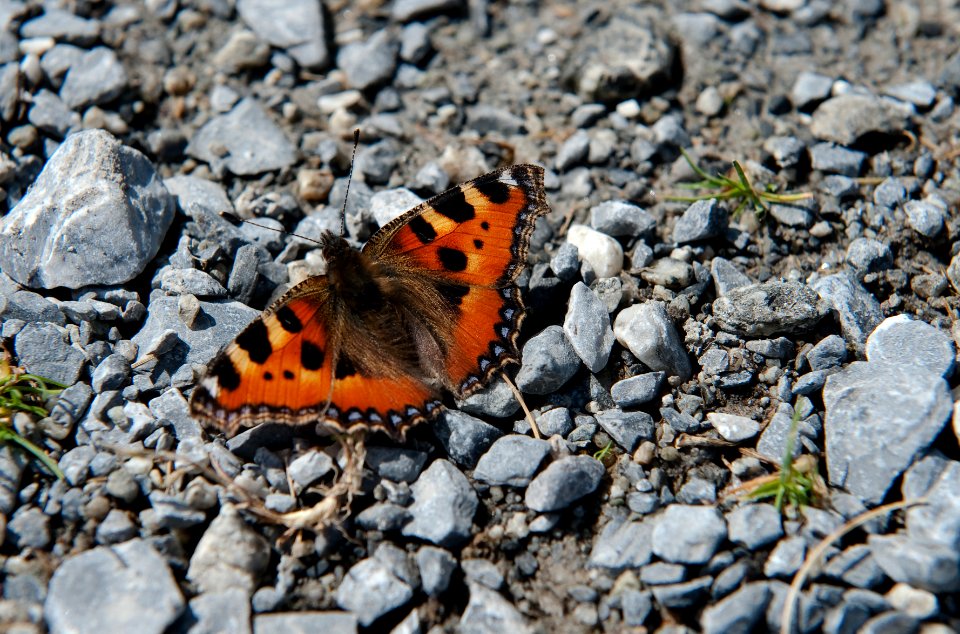Aglais urticae (Linnaeus, 1758) Kleiner Fuchs