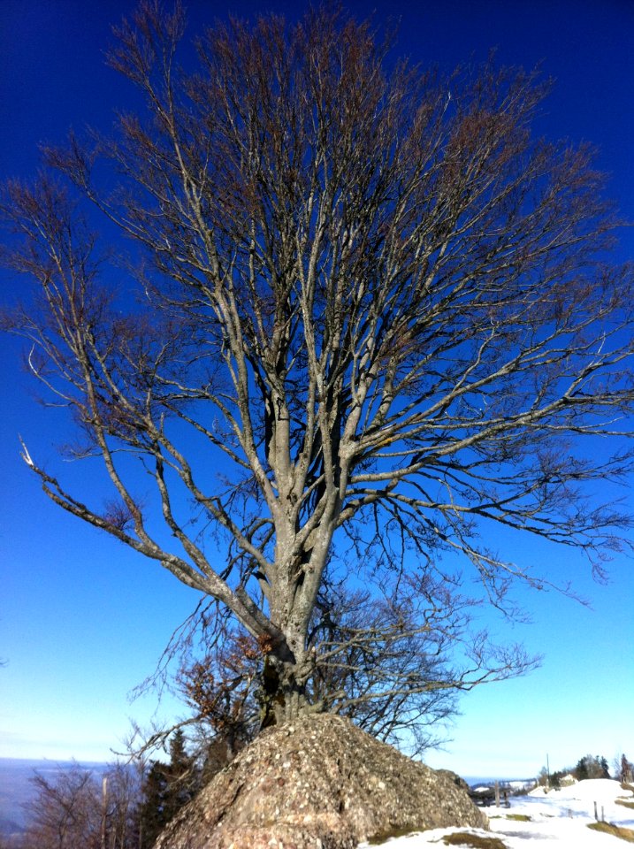 Tree On Seebodenalp