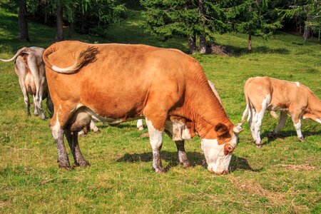 Cow pasture agriculture