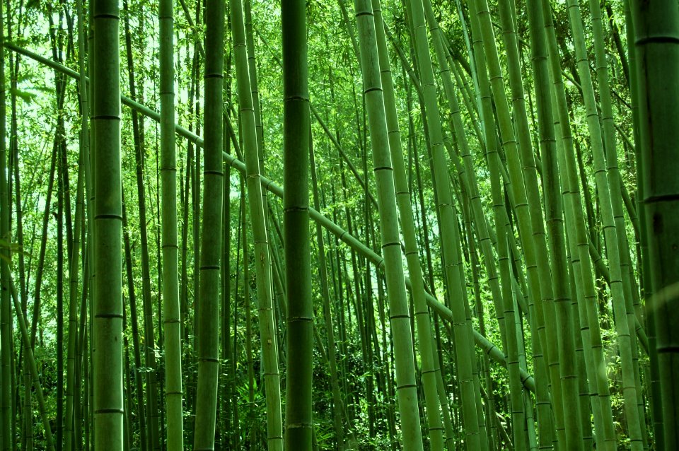 Arashiyama Bamboo