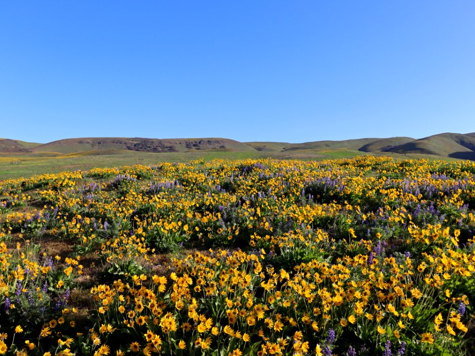 Dalles Mountain Ranch in WA