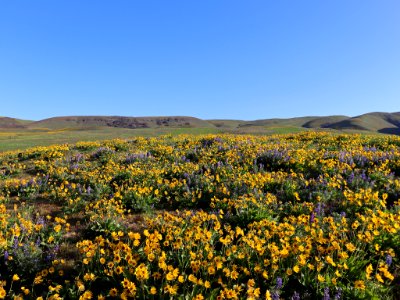 Dalles Mountain Ranch in WA photo