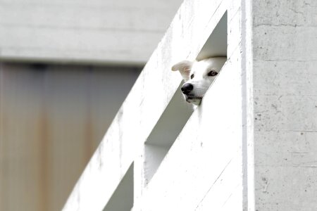 Residential development animal dog