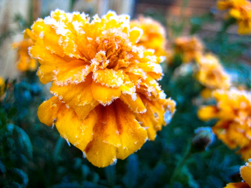 Floral garden winter
