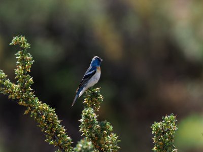 Lazuli Bunting 3