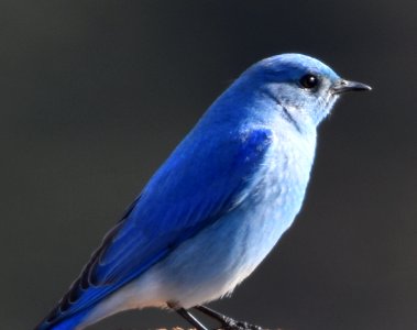 Mountain Bluebird