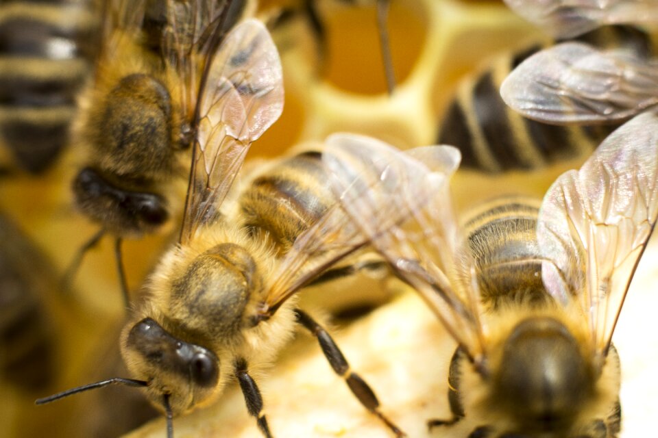 Insect bees distributional effects