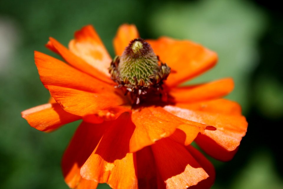 Flower Power