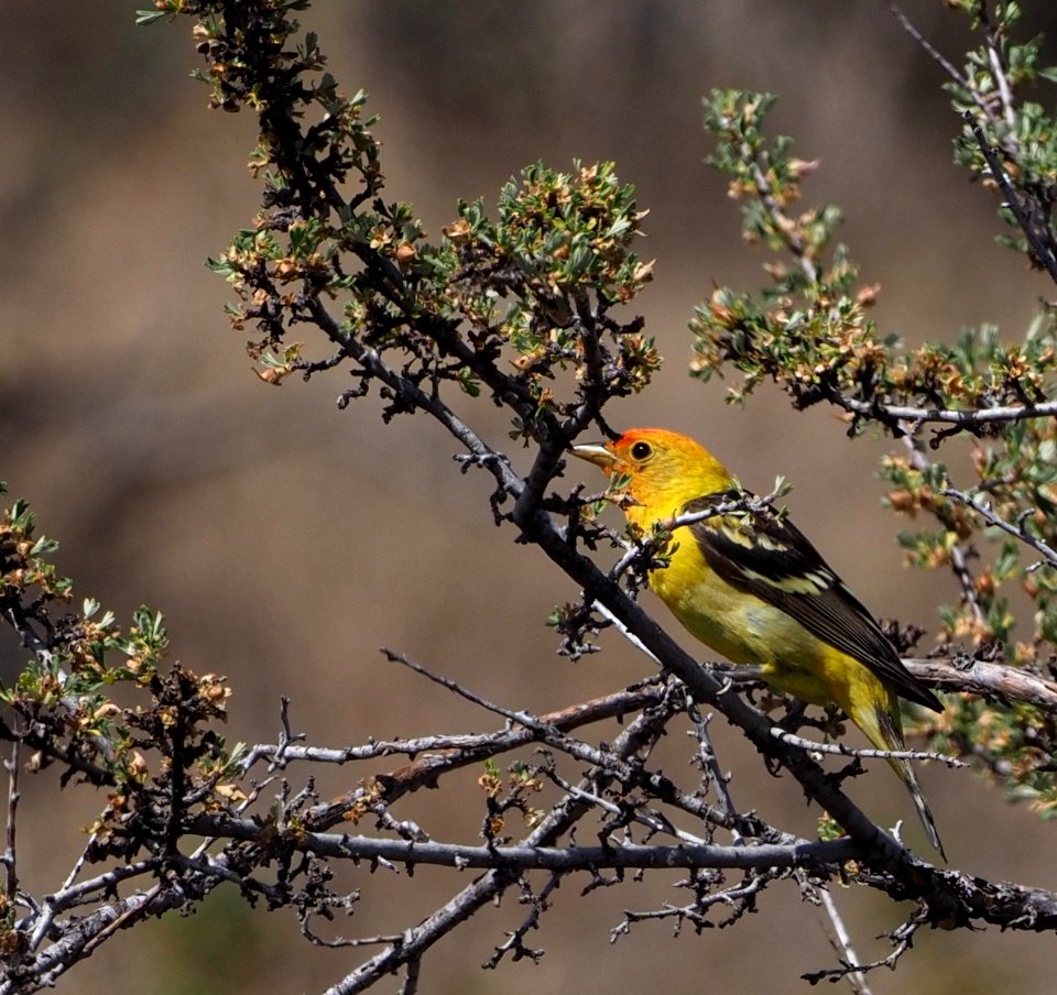 Western Tanager Male