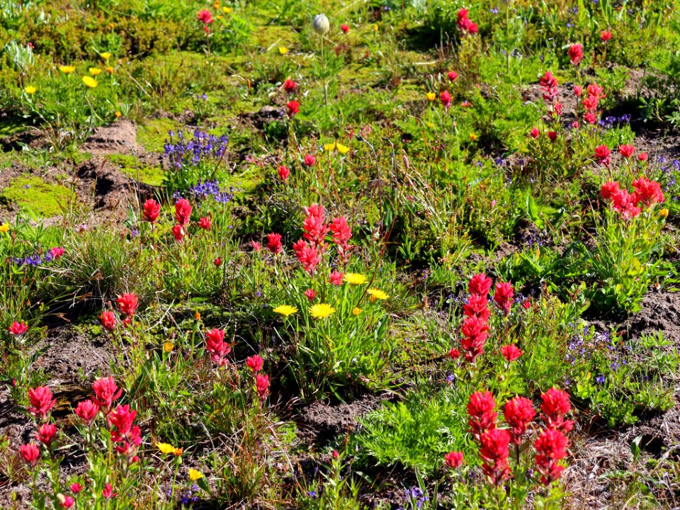 Goat Rocks Wilderness in WA