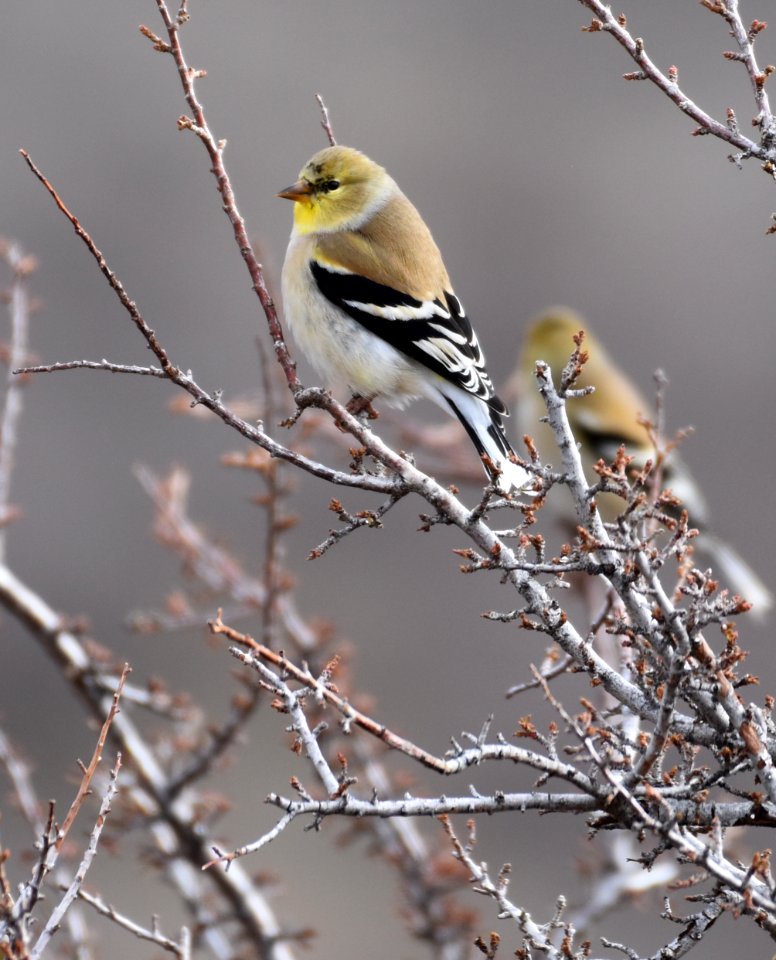 Goldfinch Winter