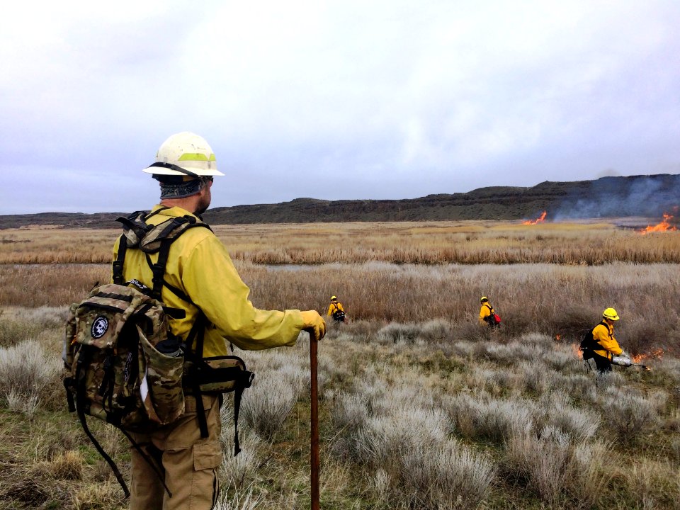 Native Grass Regeneration